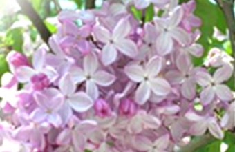 Symbol Flower(Lilac)